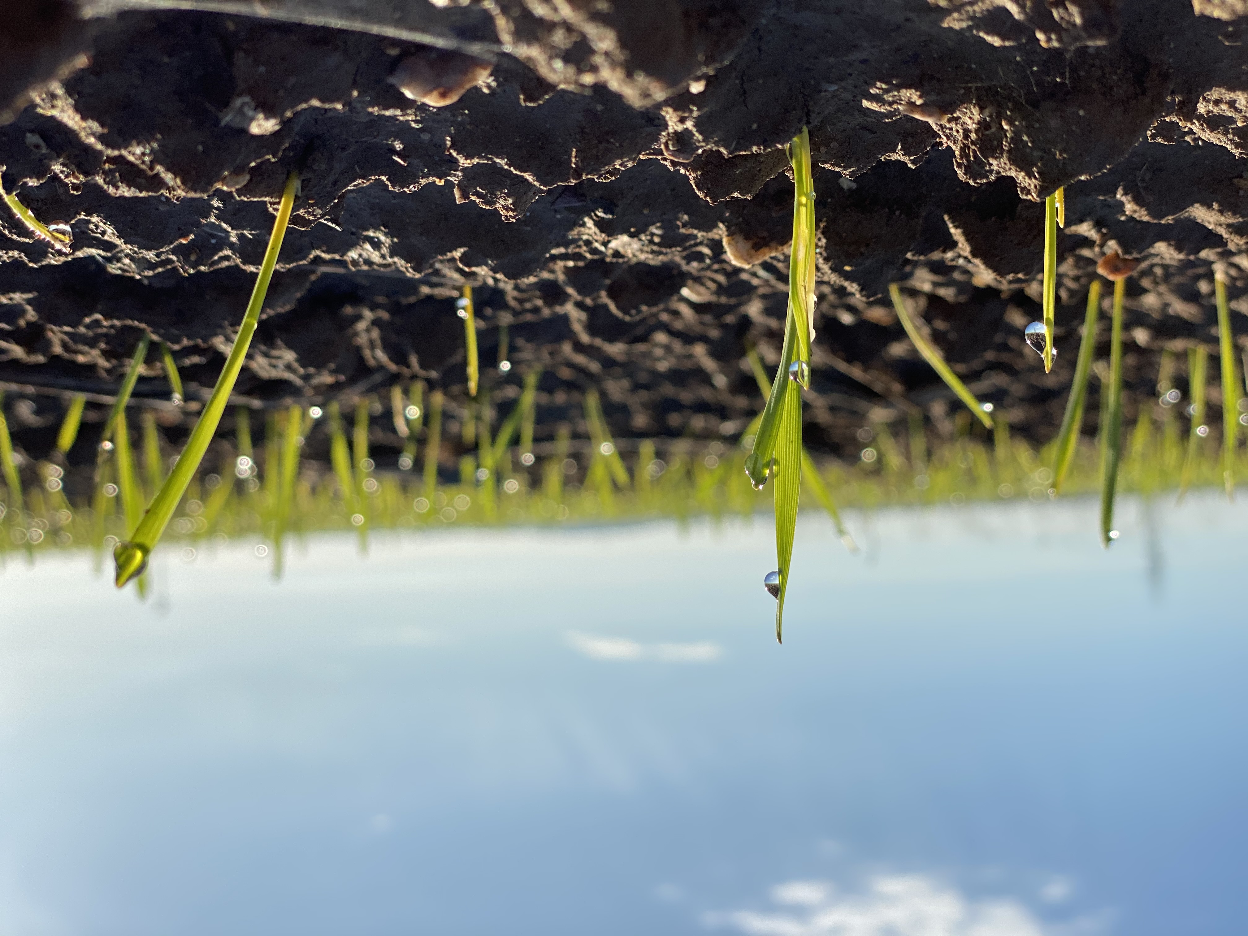 Brotes verdes con gotas de agua