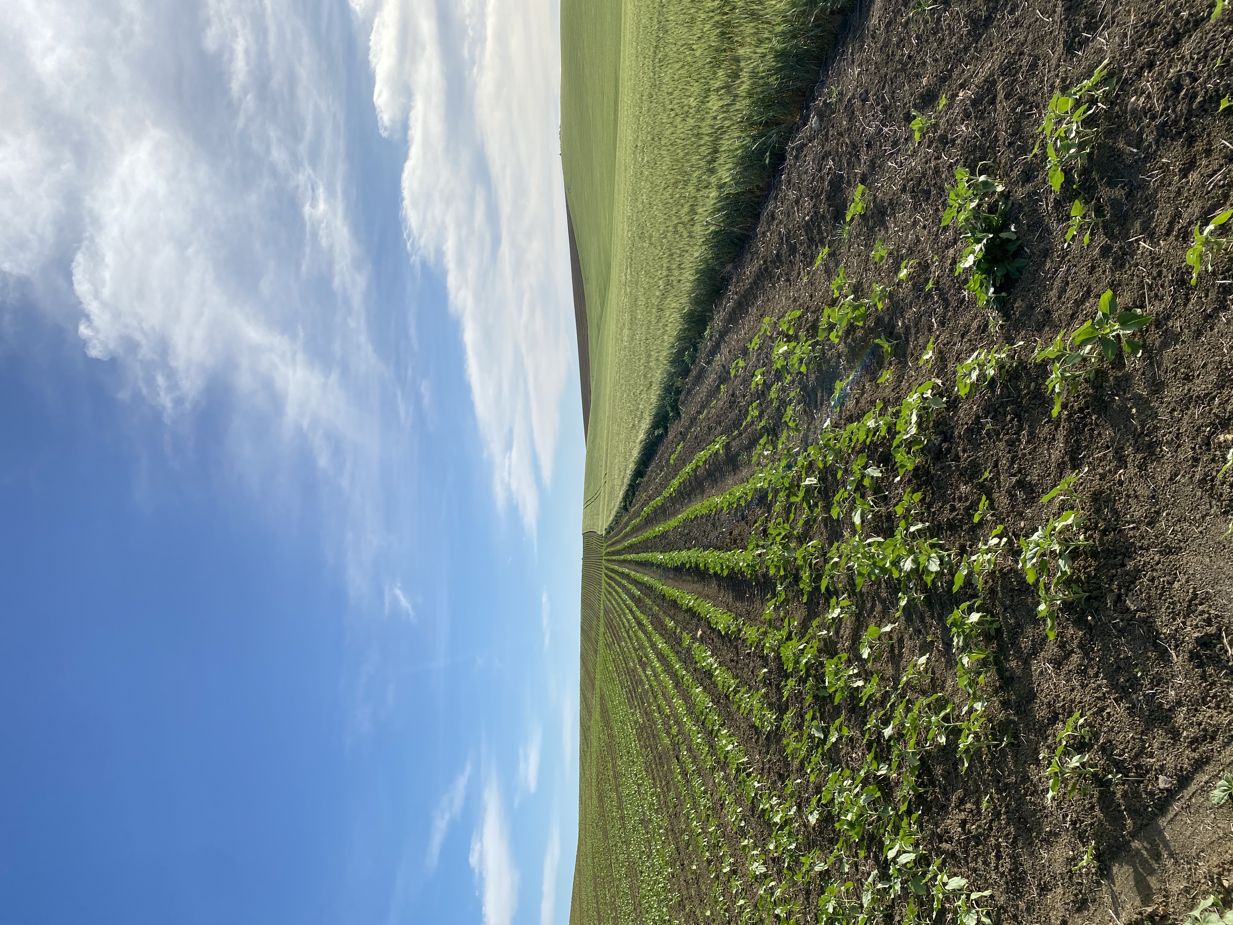 Campo con hileras de cultivo