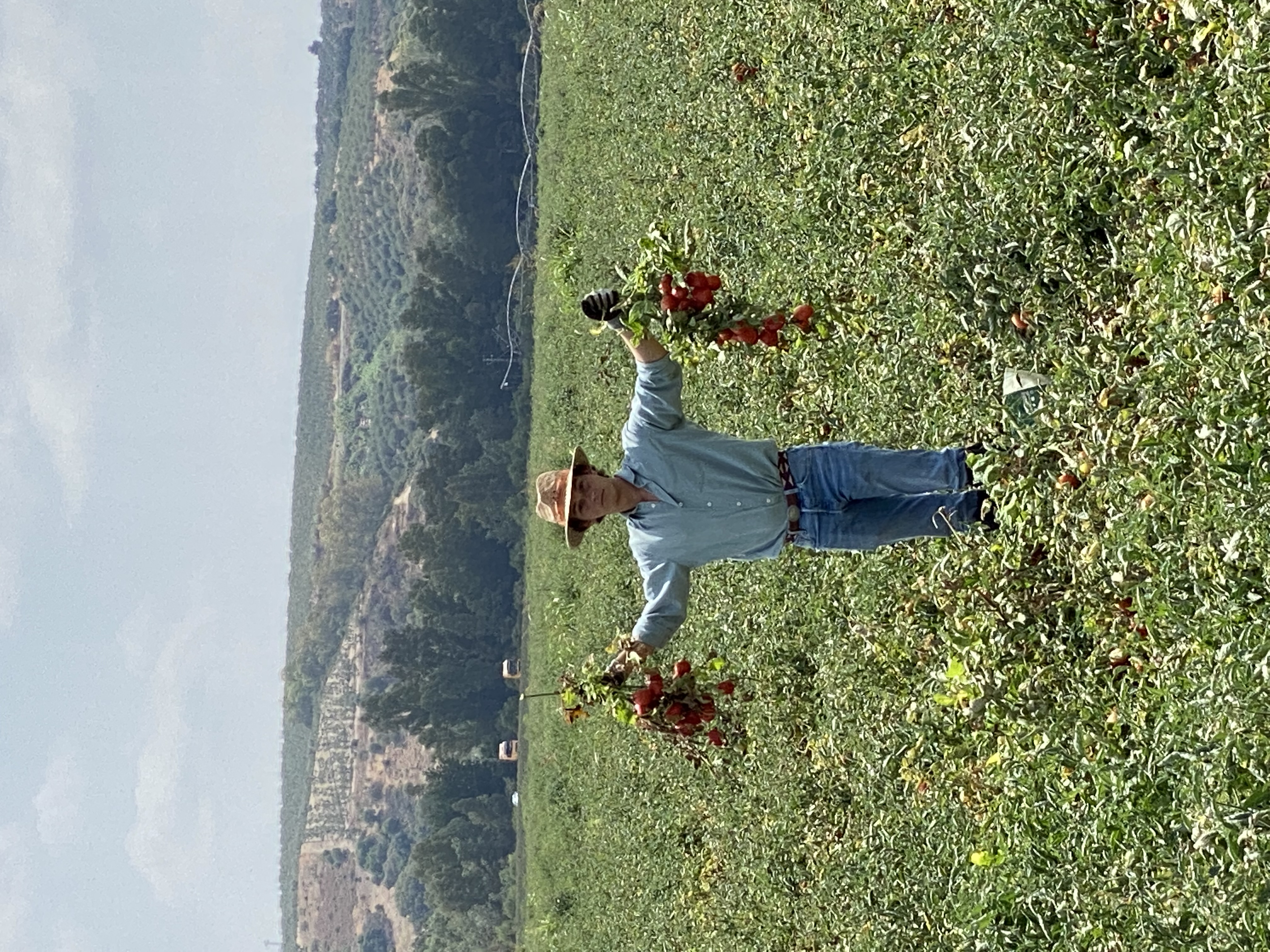 Agricultor en campo de tomates
